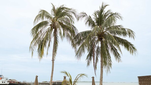 Ảnh chưa phân loại, 1 trong số 39 ảnh, nút
