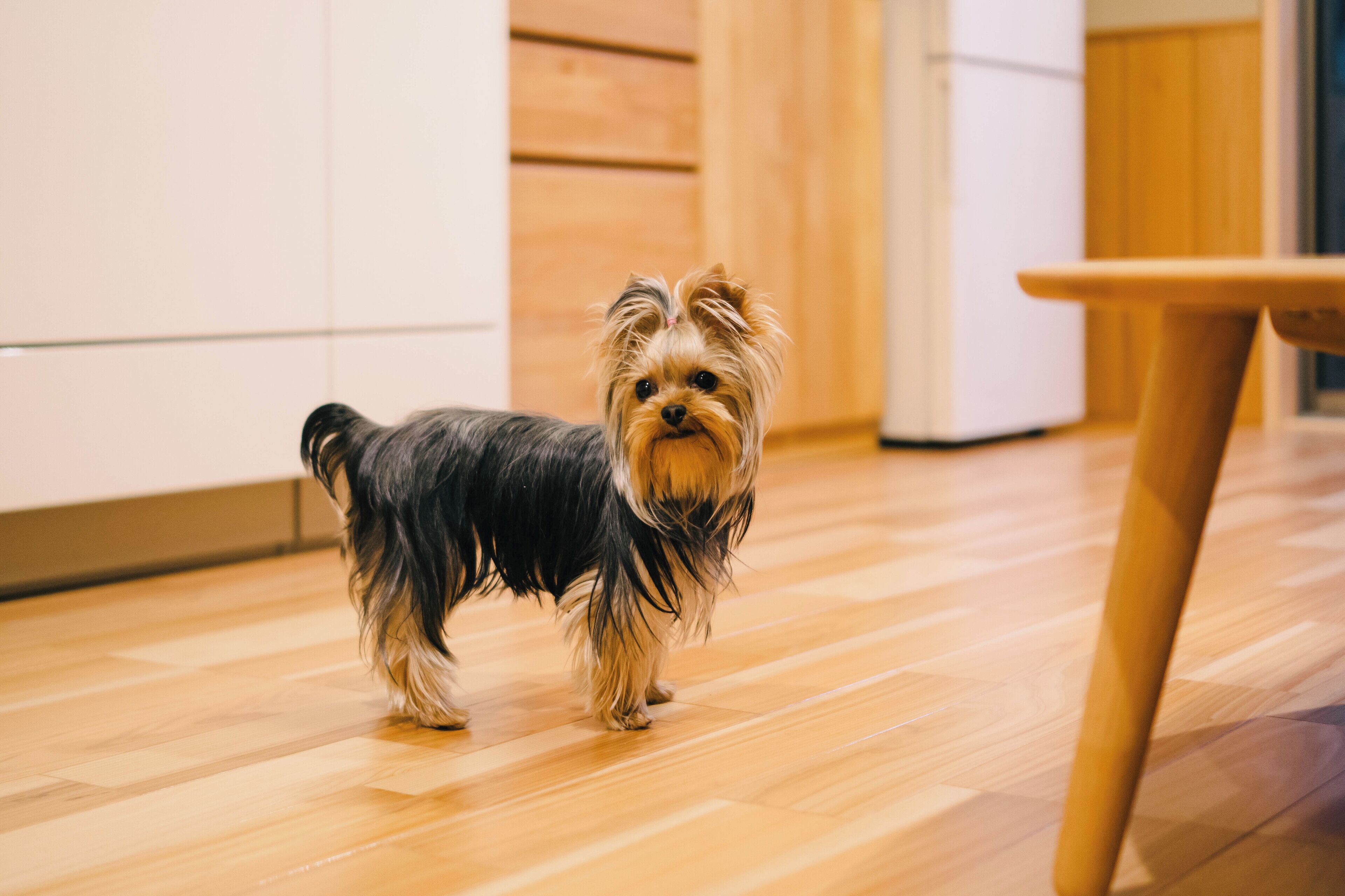 A small dog standing on a wooden floor in a room with white walls and a wooden door.