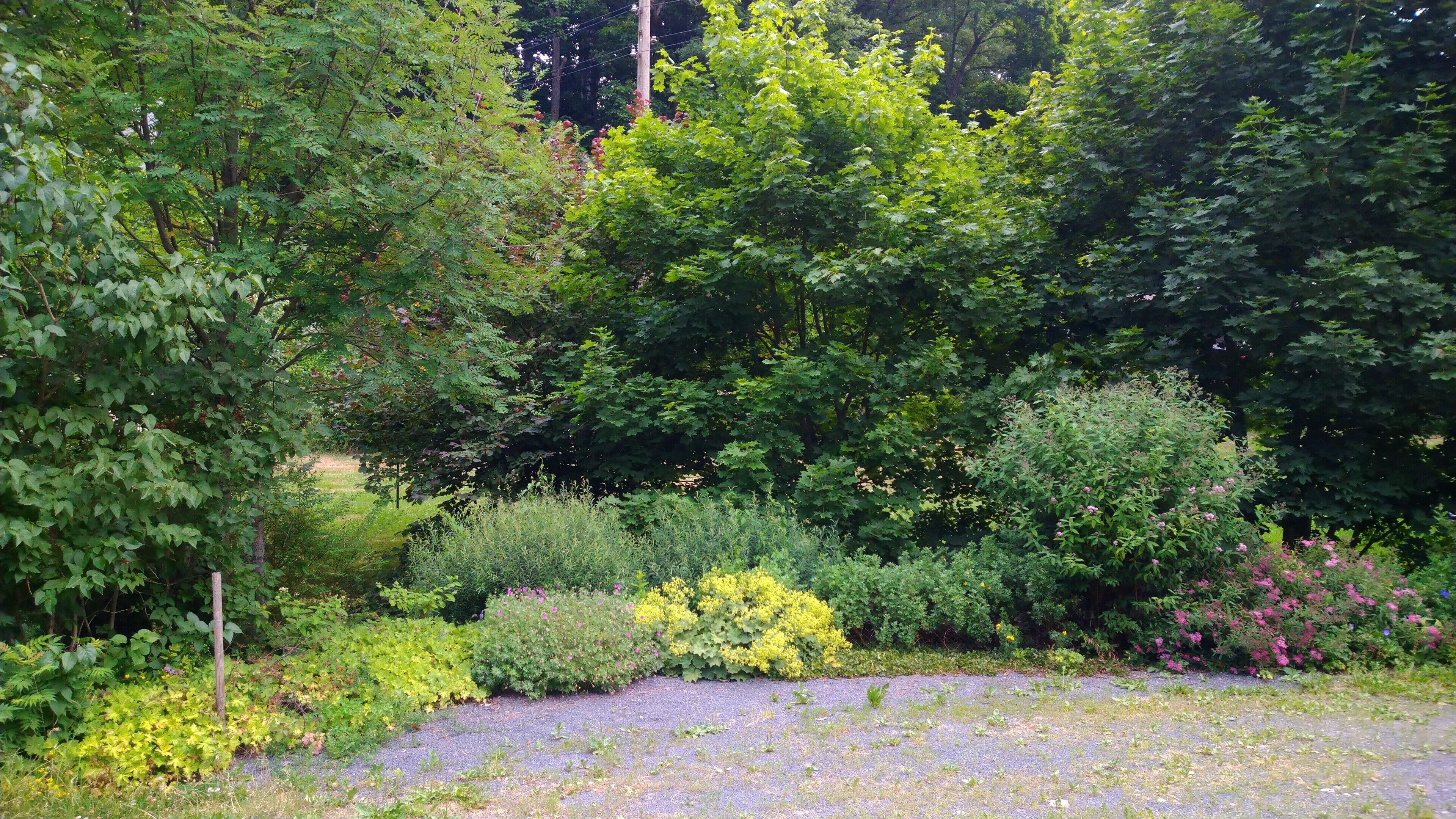 Um jardim com diversas plantas e árvores, um caminho de cascalho e um cercado de madeira.