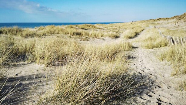 A sandy beach with dunes and a clear sky. - 1 bedroom nice apartment in Carolles (Carolles)