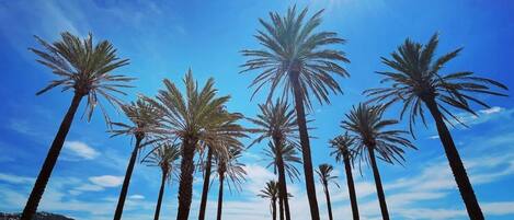 A beach with palm trees and a clear sky.