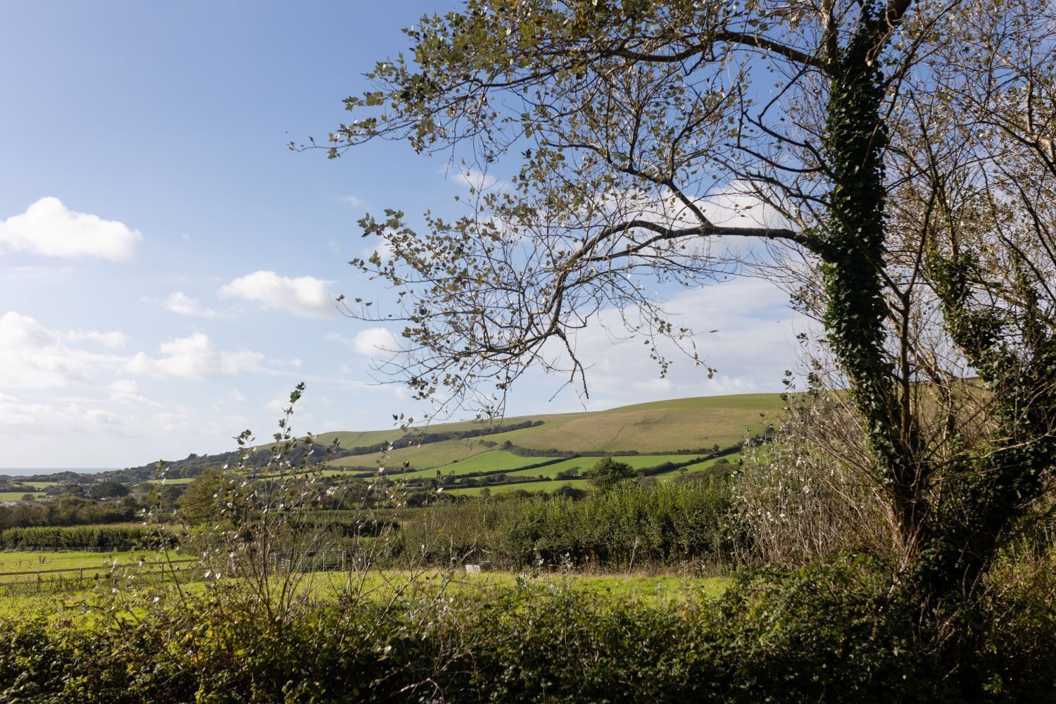 A rural landscape with rolling hills, a clear sky, and a tree in the foreground.