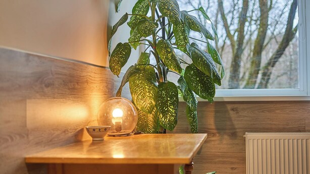 A wooden table with a glass dome light and a small bowl, next to a large green plant with variegated leaves, in a room with a window and radiator. - Tokyo Vibes Hostel with more privacy (Self Check in) (Vilnius)