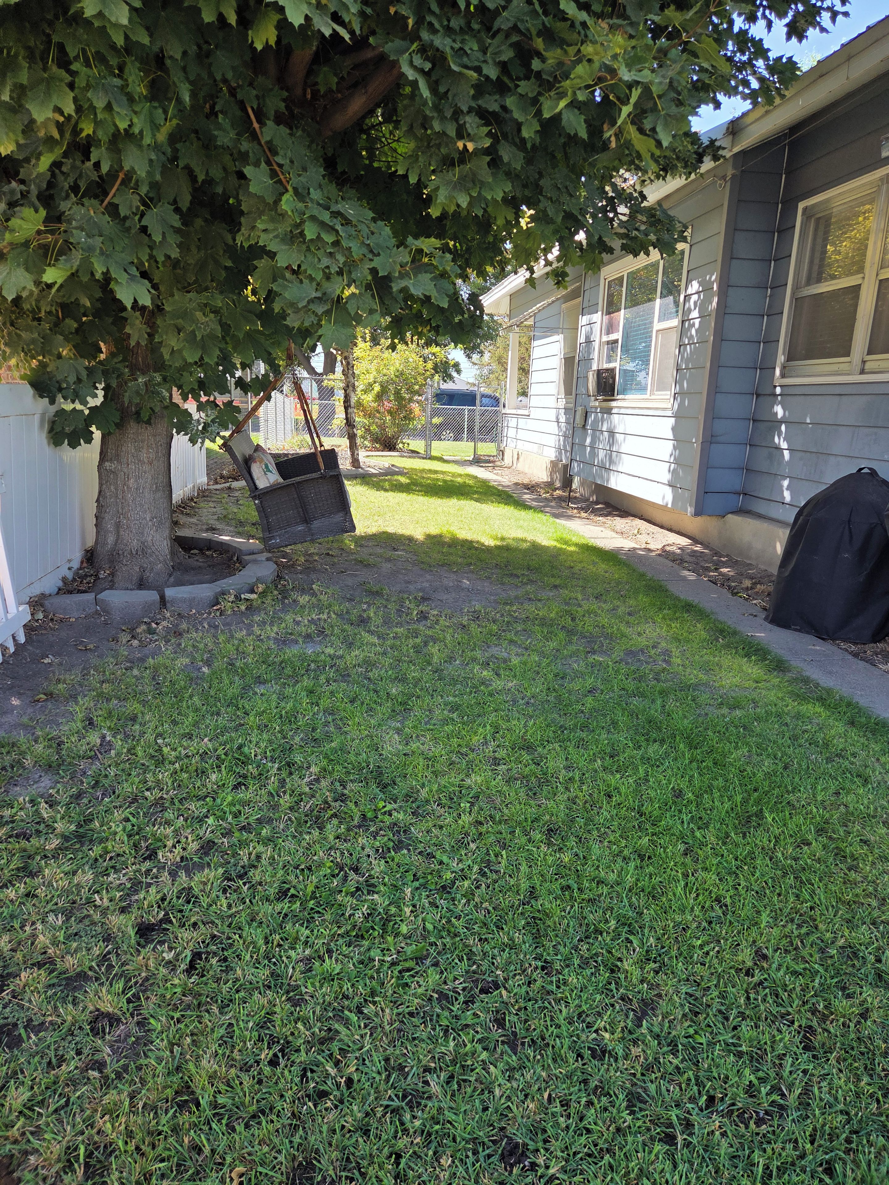 A residential backyard with a lawn, a tree, and a house with a white fence.