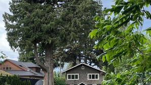 Une maison avec un grand arbre devant, un étang parsemé de nénuphars et un ciel nuageux.