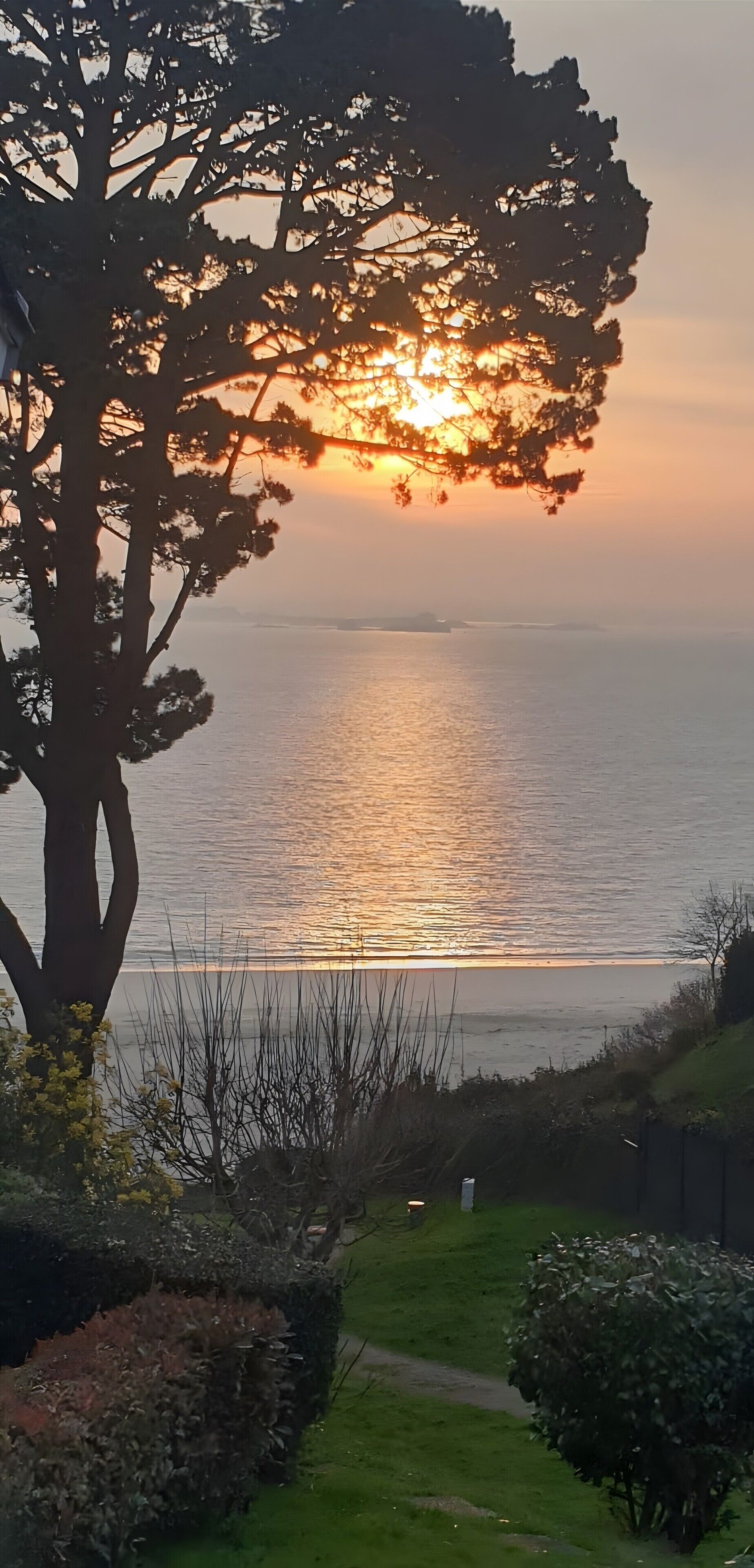 A coastal landscape with a large tree, a grassy area, and a view of the sea.