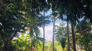 Un sentier qui traverse un jardin où l’on trouve différentes espèces d’arbres et de plantes.