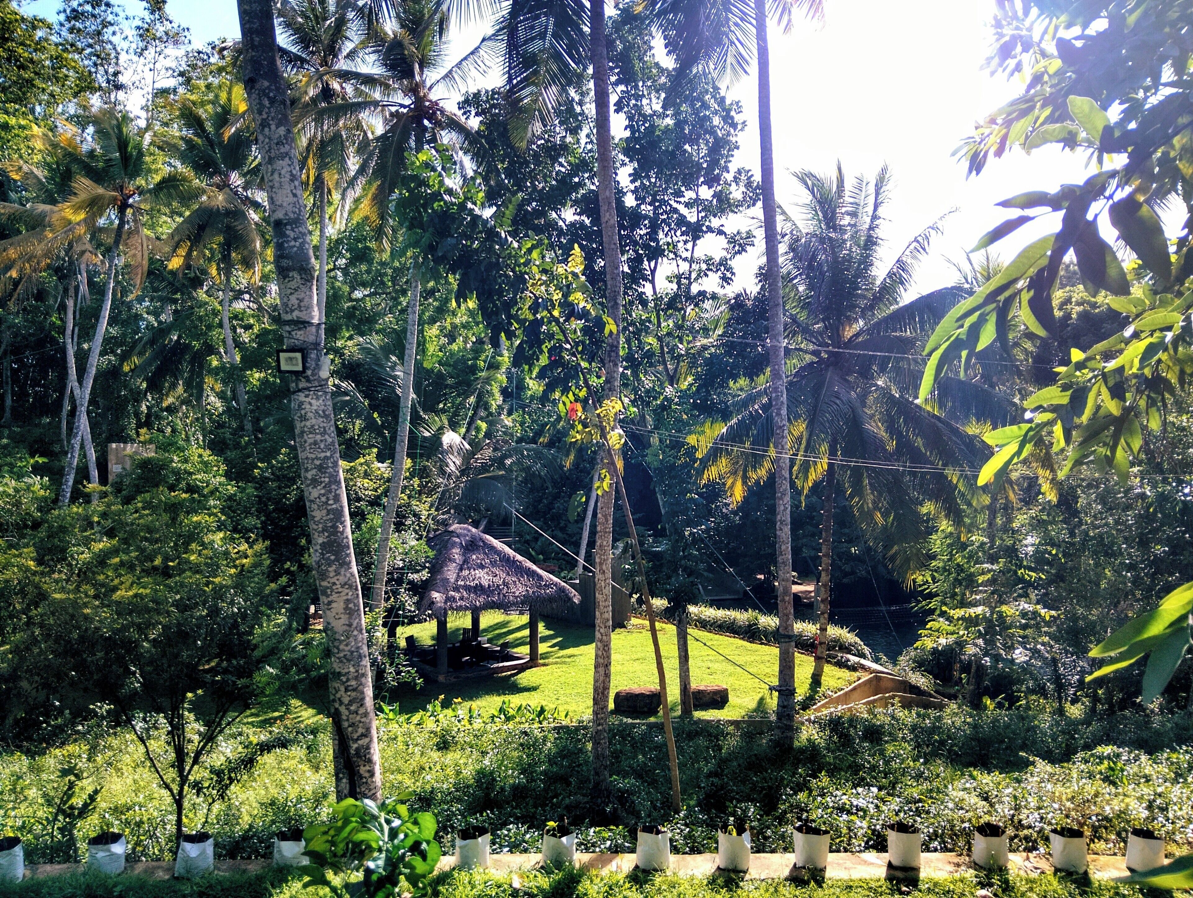 A lush garden with palm trees, a thatched-roof structure, and a well-maintained lawn.