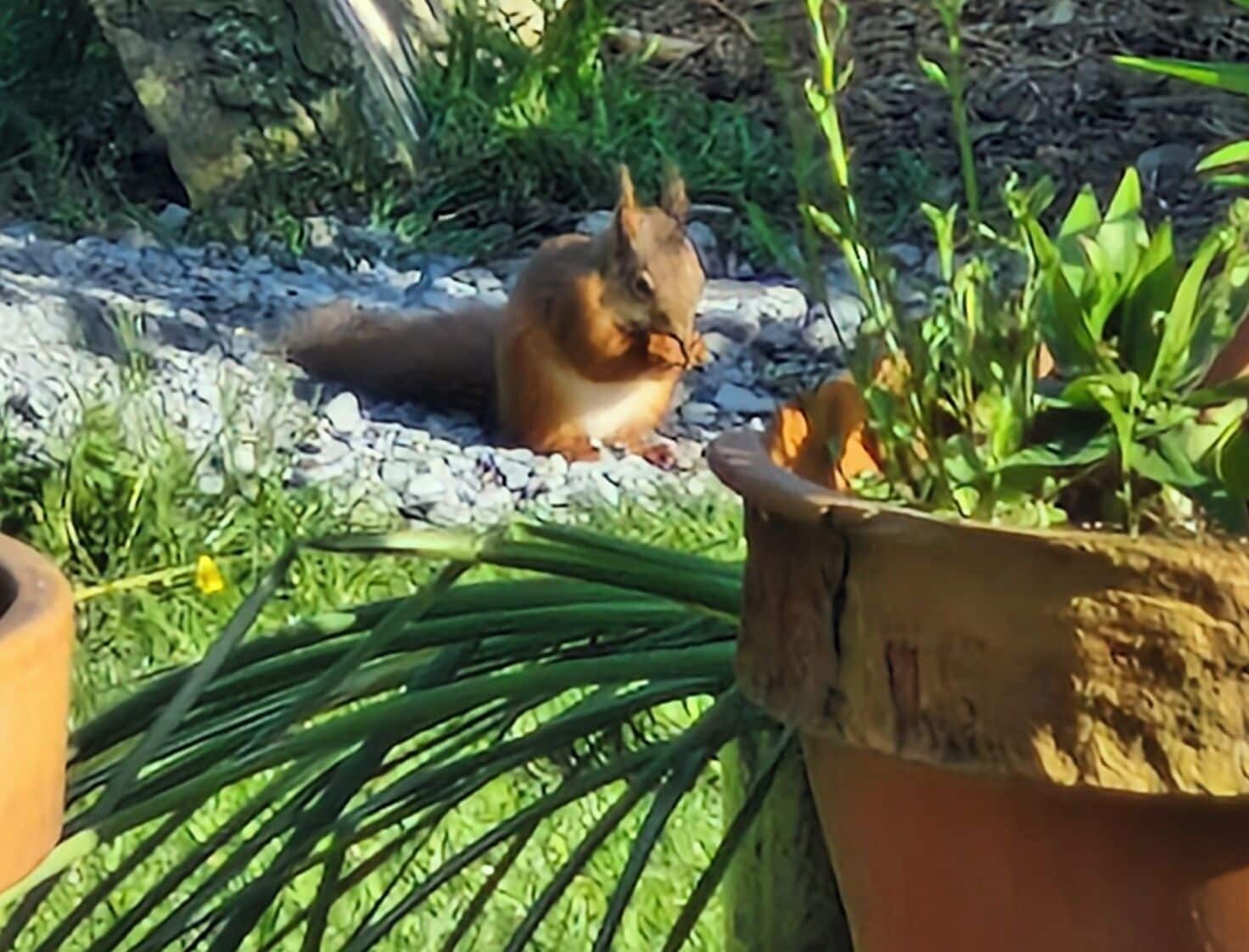 A squirrel on a gravel path with greenery and a potted plant.