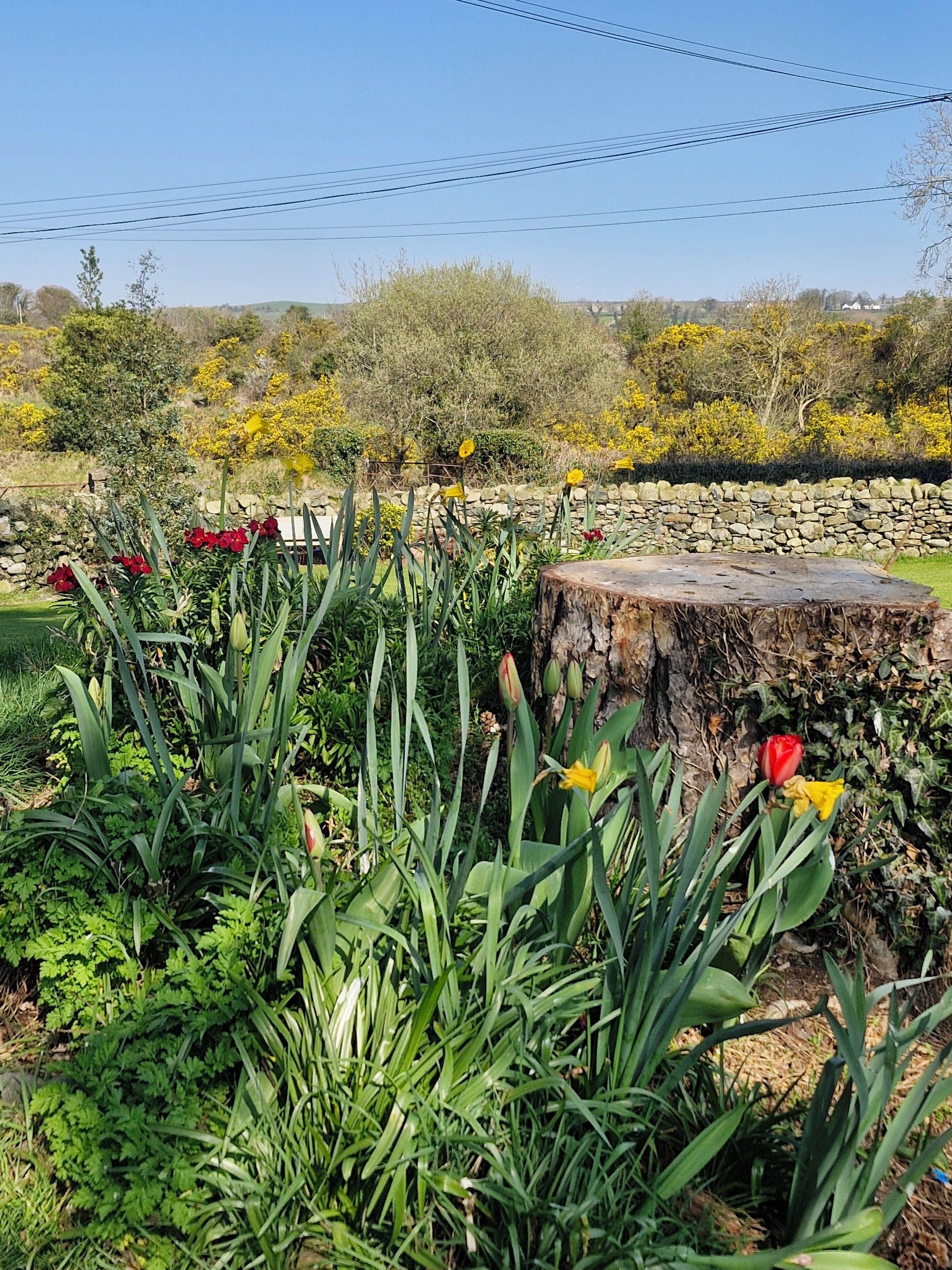 Un jardín con diversas plantas y flores, un muro de piedra y un tocón de madera.