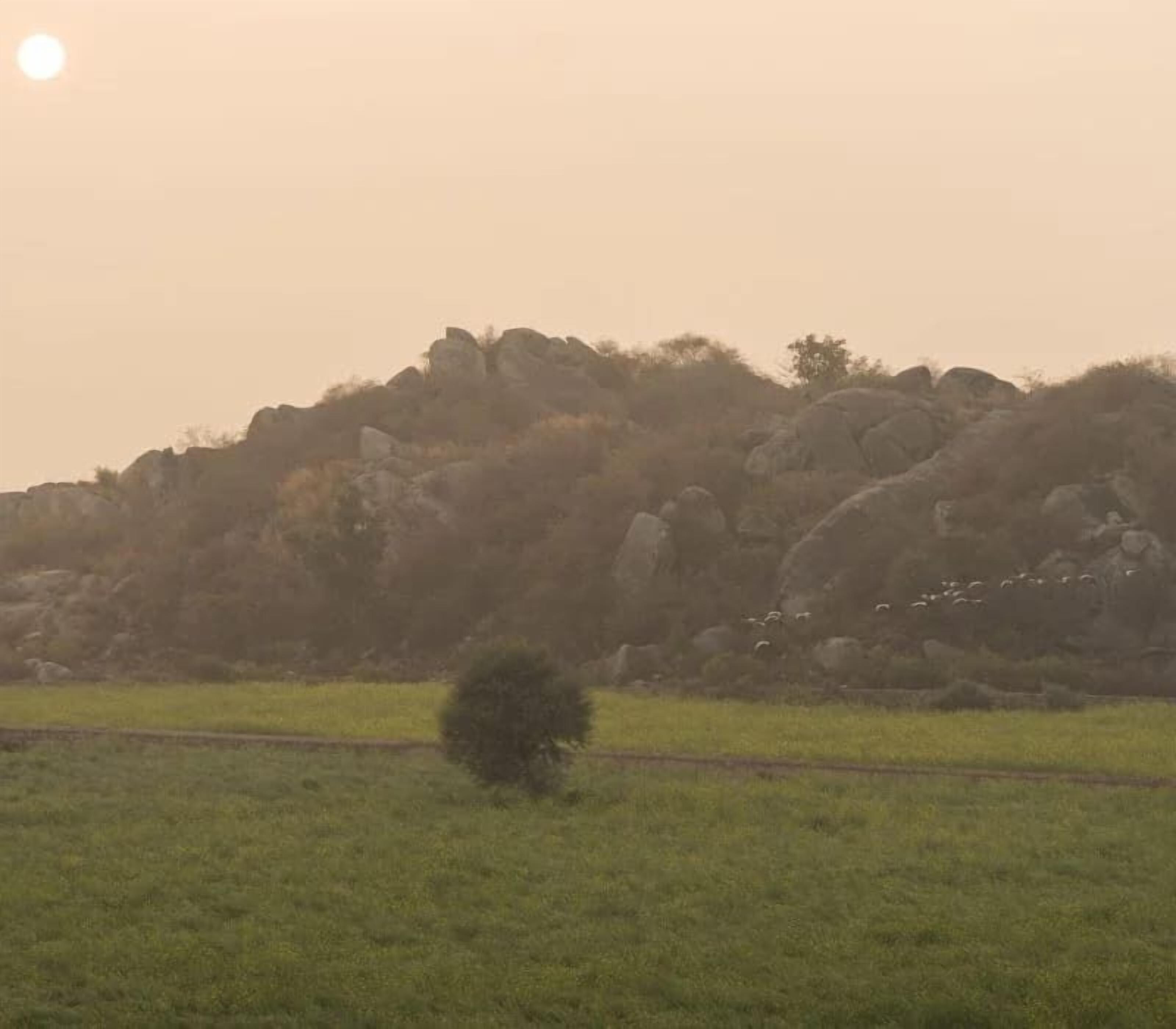 Un paysage composé d’un champ herbeux, d’un petit arbre et de collines rocheuses en arrière-plan.
