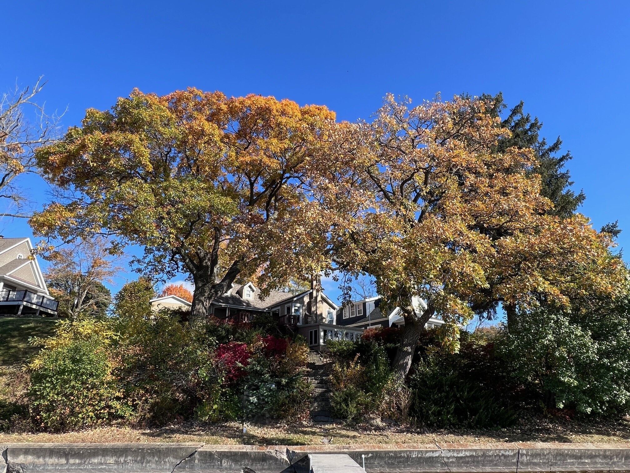 Zona residencial con un gran árbol en tonos otoñales, casas y un cielo azul despejado.