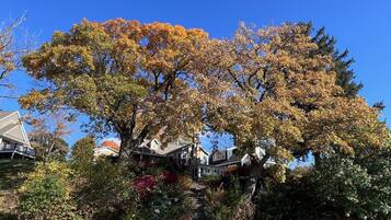 Zona residencial con un gran árbol en tonos otoñales, casas y un cielo azul despejado.