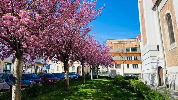 A street with cherry blossom trees, parked cars, and a building with a brick facade.