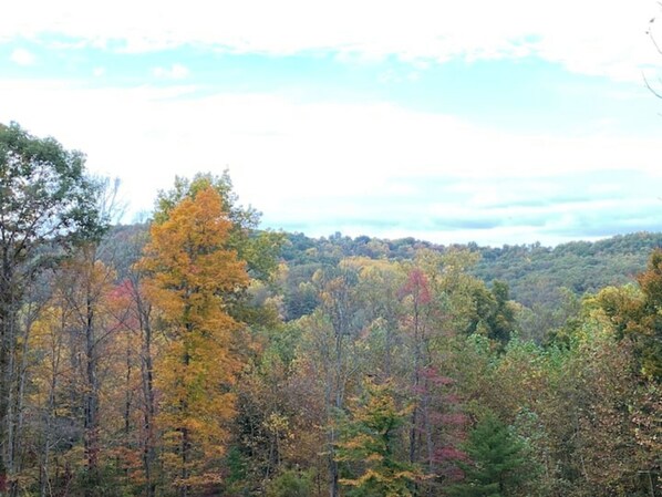 A forested landscape with a variety of trees in autumn colors. - Custom Log Cabin in French Lick (French Lick)