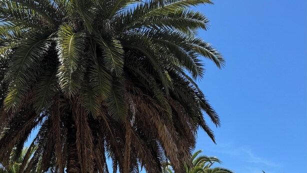 A park with palm trees and a clear blue sky. - Rincón del Edén ~ Apartment in front of the casino and 1 block from the sea ☀️ (Mar del Plata)