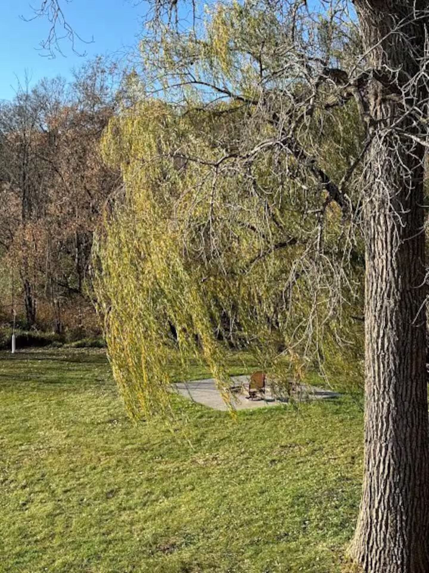 Puisto, jossa on itkuvaivapuu, asfaltoitu kävelyreitti ja penkki.