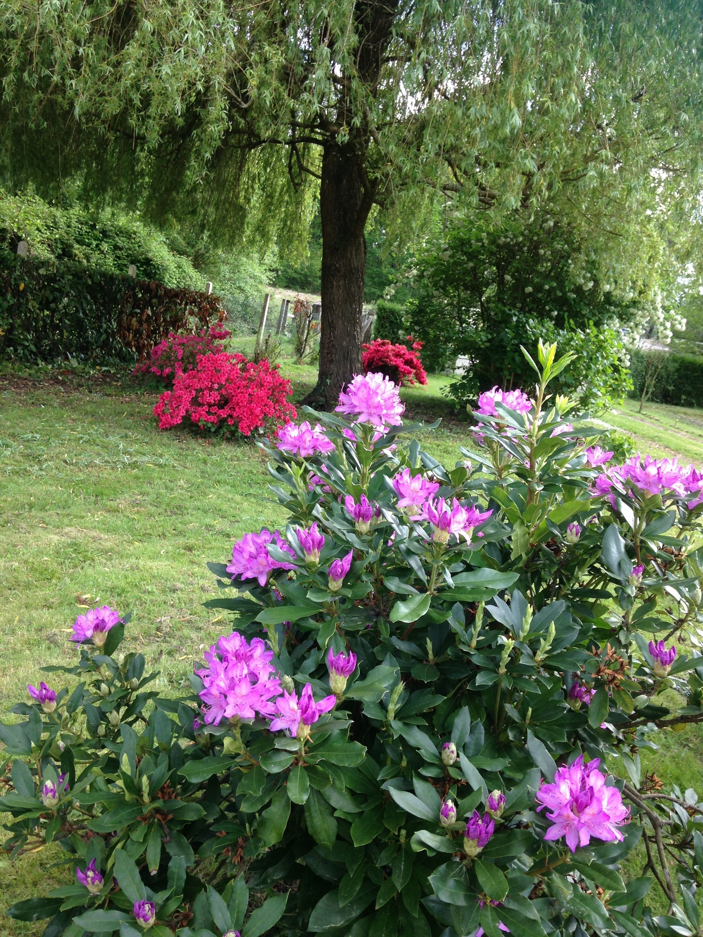 Un jardin agrémenté de rhododendrons en fleurs et d’un grand arbre.