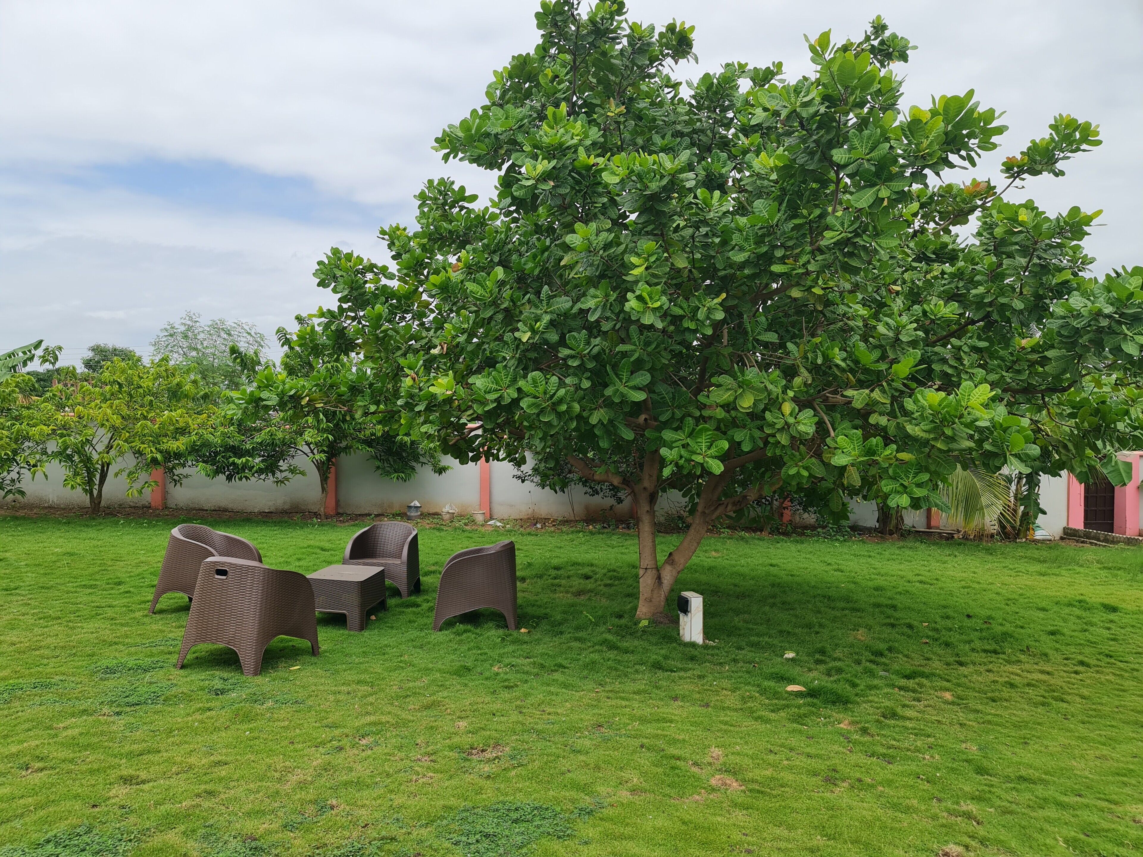 A grassy outdoor area with wicker furniture and a tree.