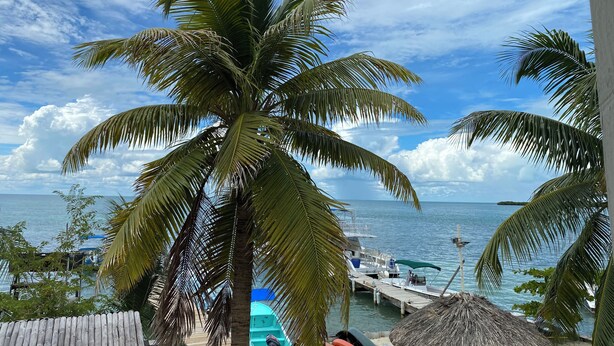 Vista de una playa con una palmera, un muelle de madera y un bote.
