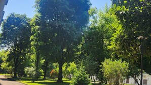 A paved street lined with trees and a lamp post.