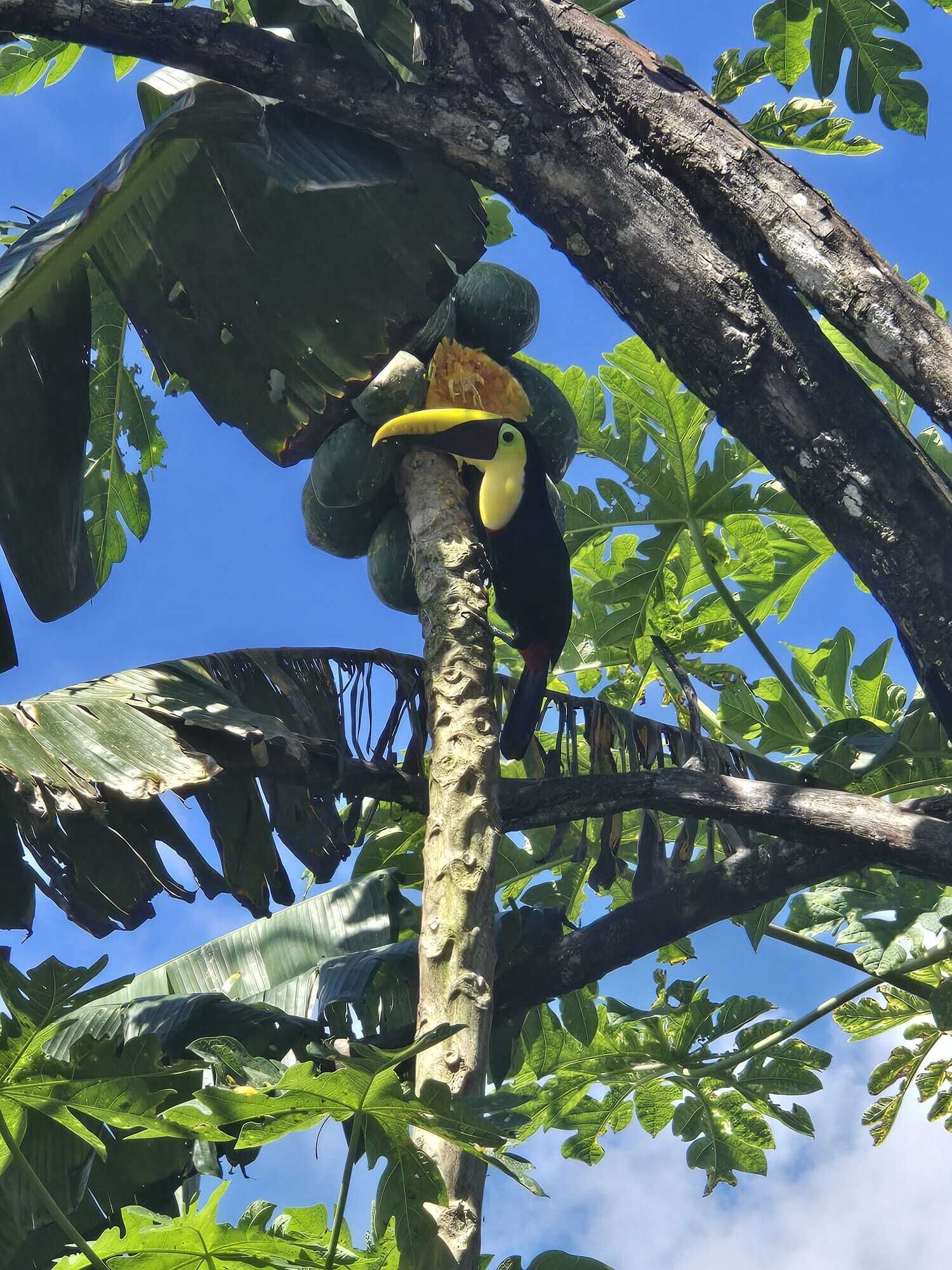 A toucan perched on a tree branch with large leaves and a clear blue sky in the background.
