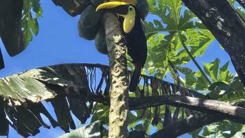 A toucan perched on a tree branch with large leaves and a clear blue sky in the background.