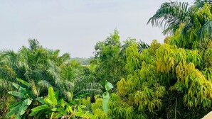 Een betonnen steunmuur met weelderige begroeiing, waaronder bananenplanten en palmbomen, op de achtergrond.