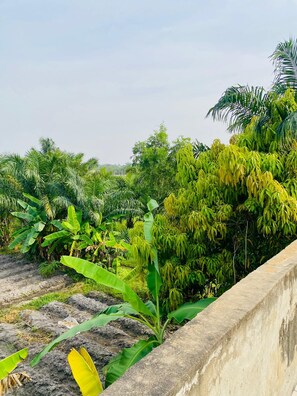 Property grounds - Room OR Suite OR Villa rentals Pahou-Ouidah. Close to tourist attractions (Pahou)