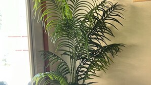 Une plante en pot, placée dans un coin d’une pièce, près d’une porte-fenêtre coulissante qui donne sur un espace extérieur.