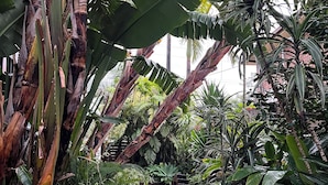 Un camí de pedra envoltat de vegetació tropical exuberant i palmeres de plàtan.