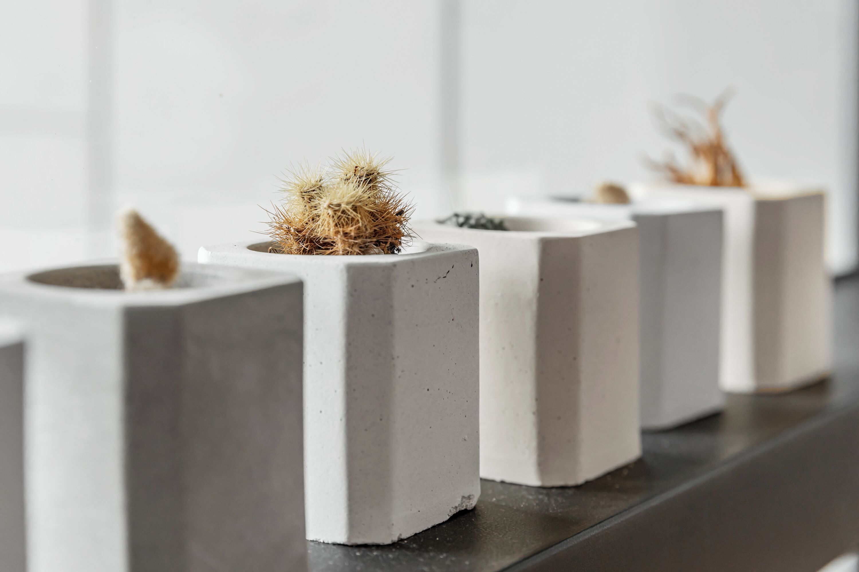 A row of concrete planters with small cacti and dried plants.