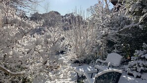 Een tuin bedekt met sneeuw, met een bank.