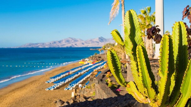Una playa con filas de tumbonas azules y blancas, una planta de cactus y una vista despejada del mar y montañas al fondo.