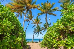 Un sendero que conduce a la playa, rodeado de exuberante follaje y palmeras.