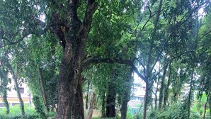 A dirt path surrounded by trees in a natural setting. - vereda bike park hotel (São João del Rei)