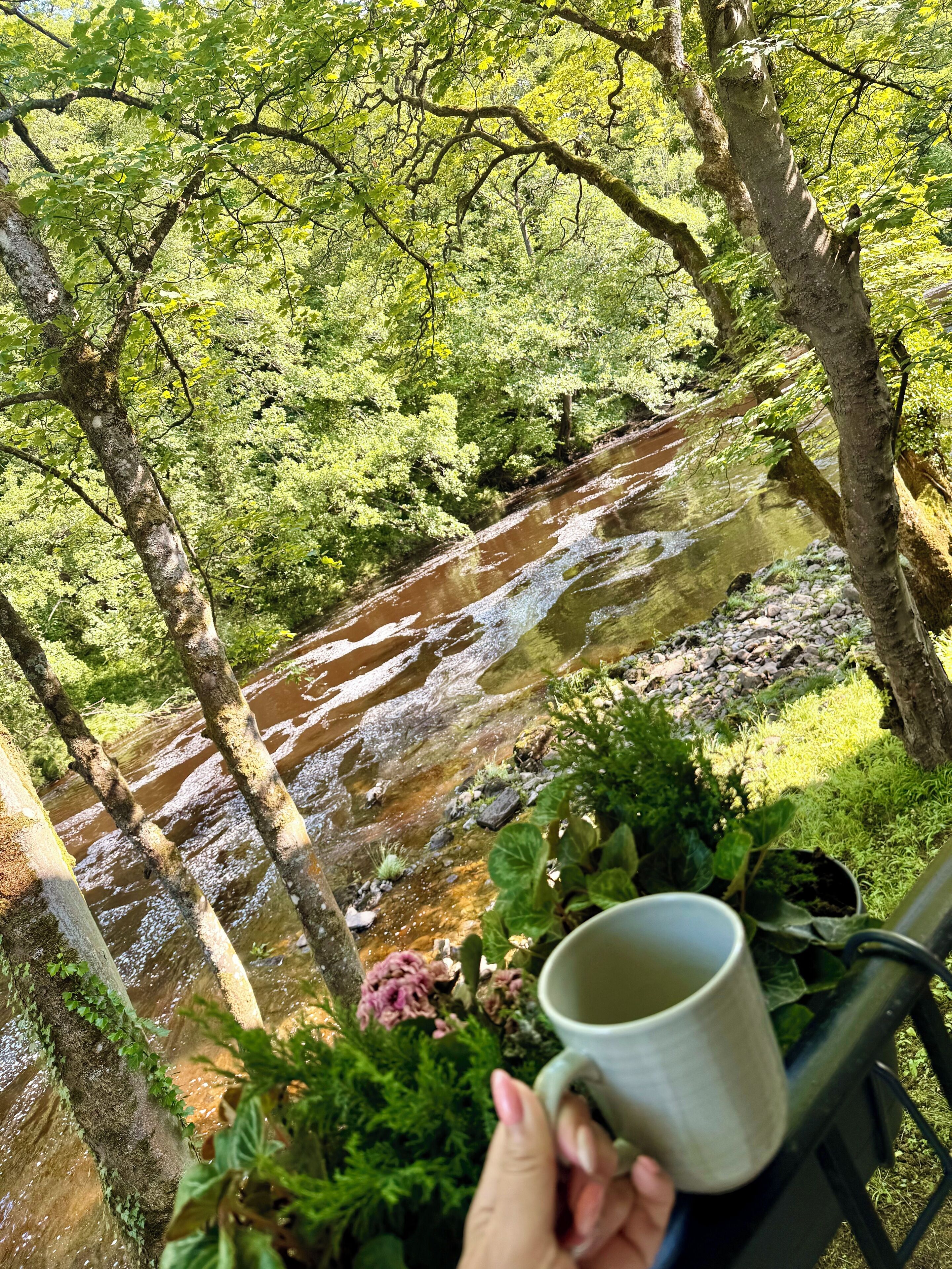 Ein Fluss fließt durch ein bewaldetes Gebiet, im Vordergrund befindet sich eine Bank und eine Tasse.