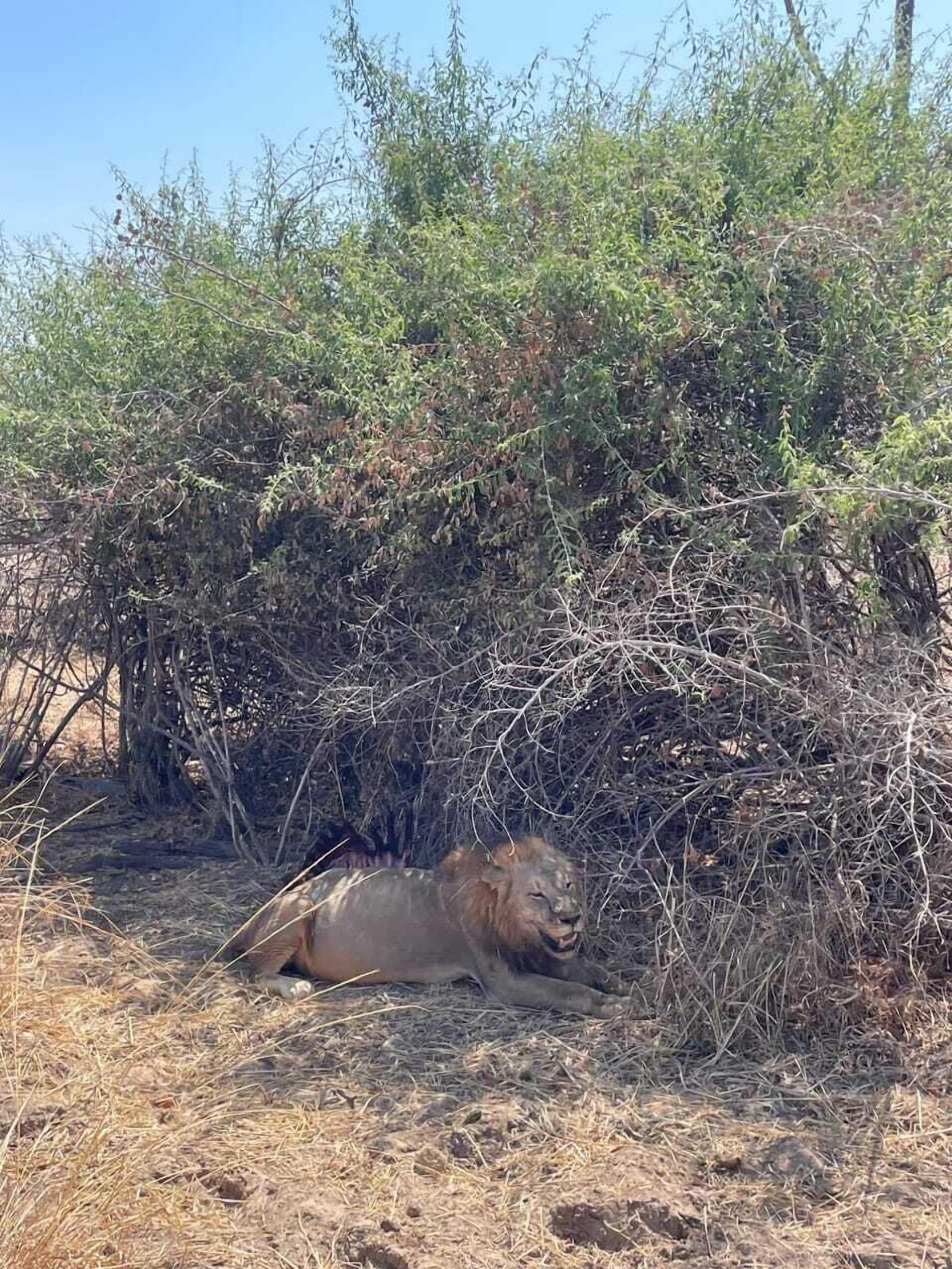 A lion resting among dry grass and bushes.