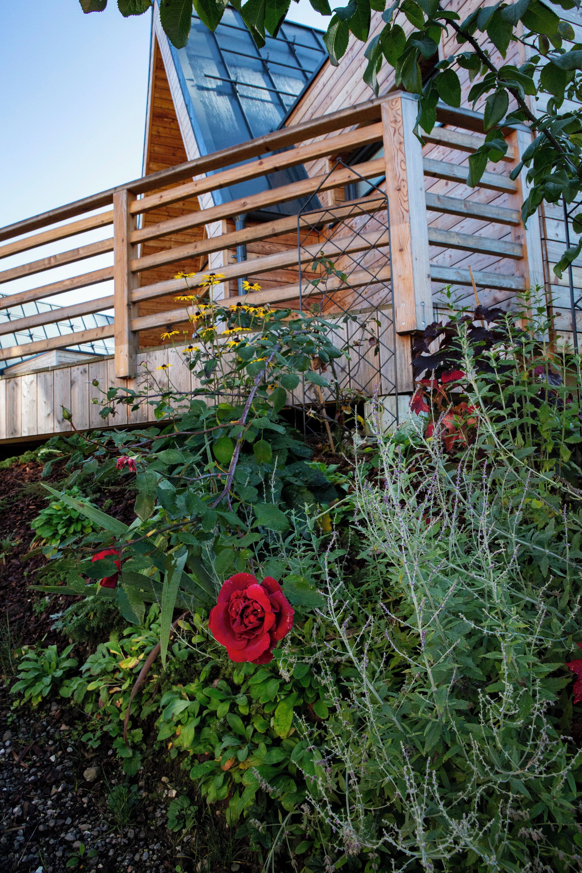 Una estructura de madera con techo de vidrio, rodeada de vegetación densa y una flor roja destacada.