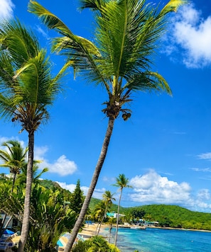 A beach with palm trees, clear blue sky, and a view of the ocean.