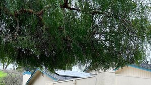 Una casa de dos pisos con garaje, un pequeño jardín delantero con un árbol y un buzón.
