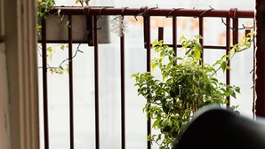 Un balcón con baranda de metal, una planta en maceta y una ventana con vista a un edificio.