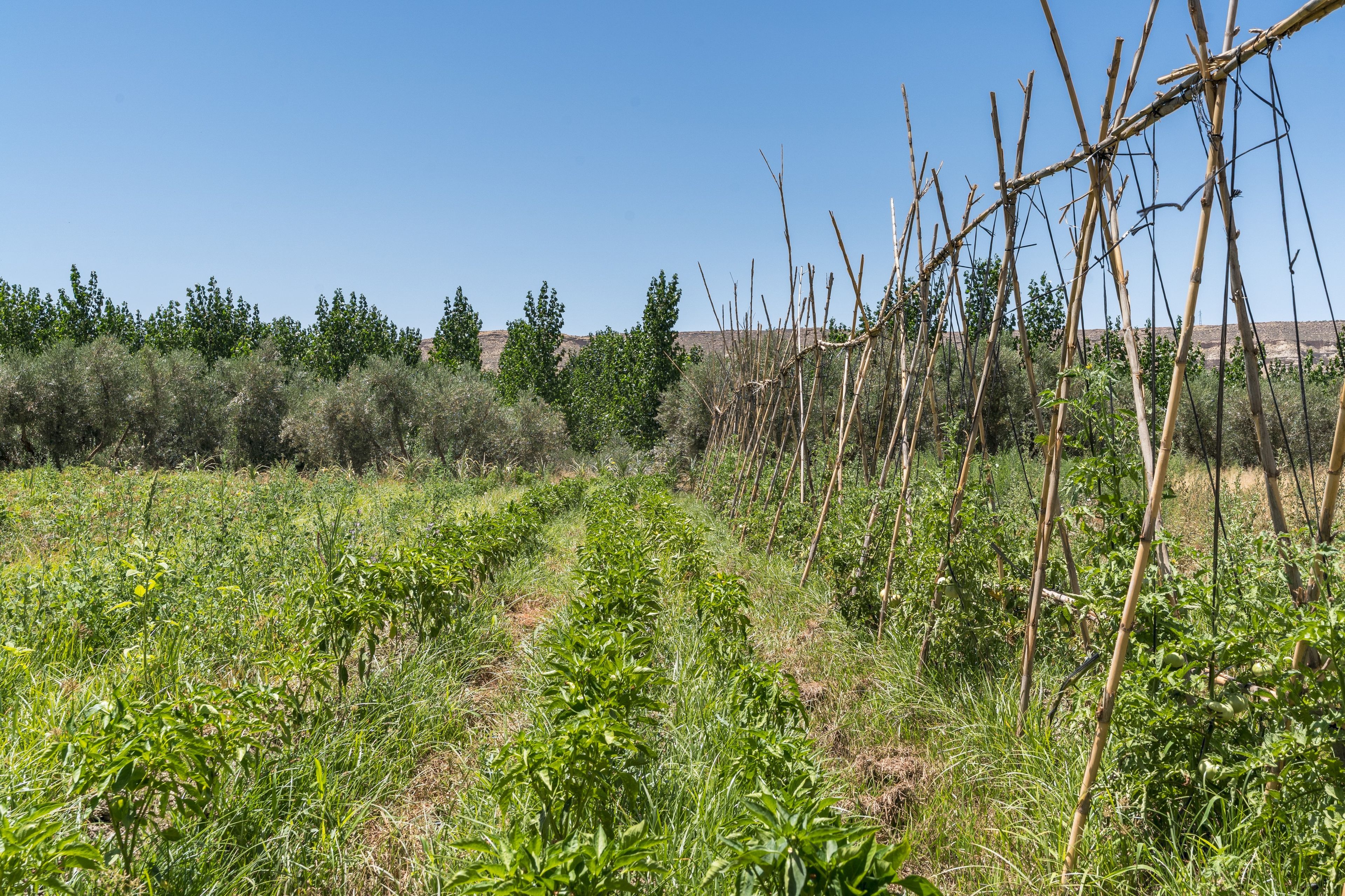 Un jardín con diversas plantas y una estructura de enrejado.