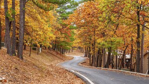 A winding road flanked by trees with autumn foliage.