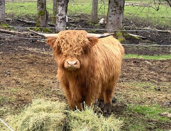 A Highland cow standing in a field with trees and a fence in the background.