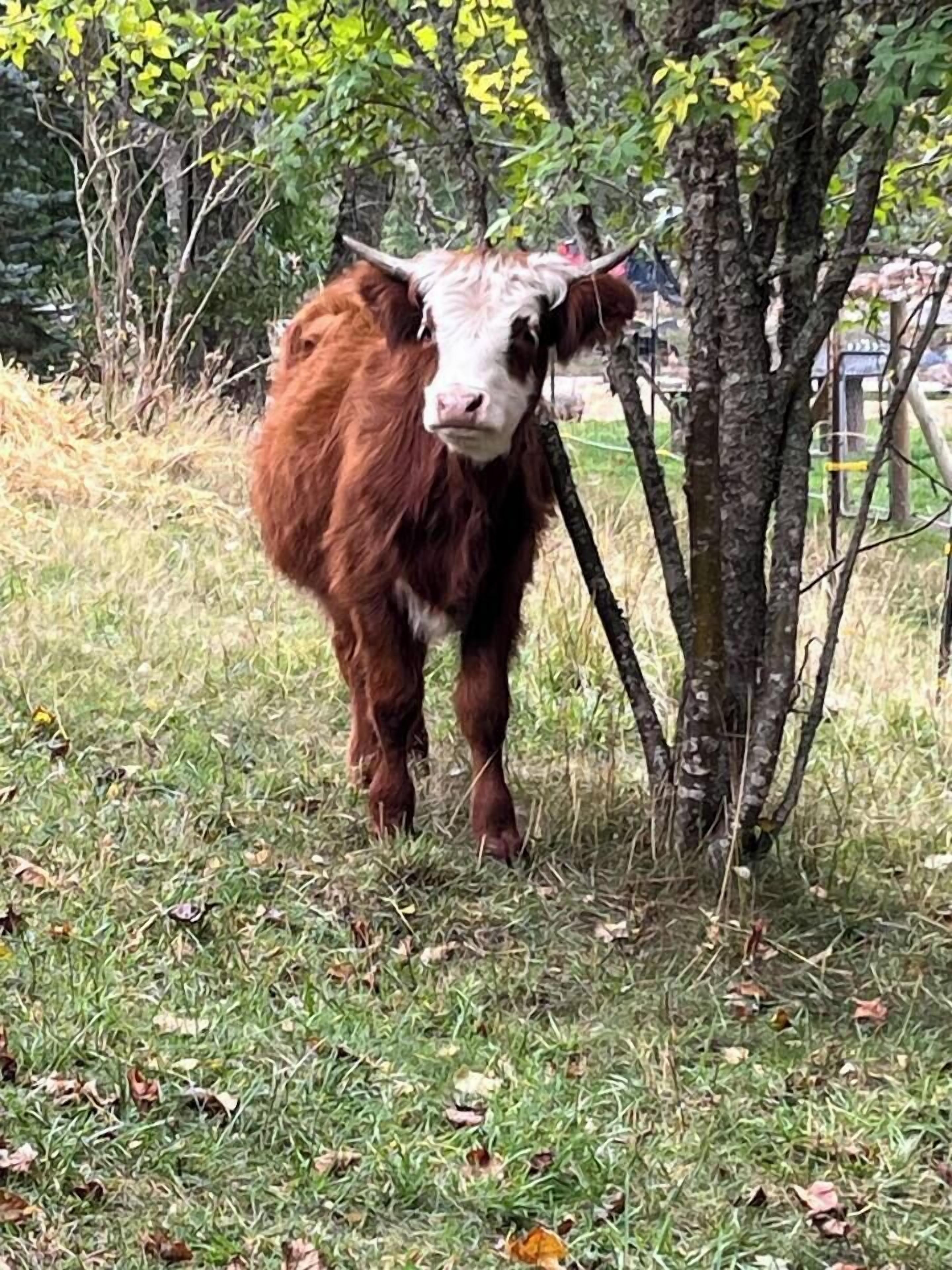 A cow standing in a grassy area with trees in the background.