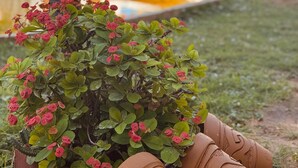 Ein Topfpflanze mit roten Blüten in einer Gartenanlage.
