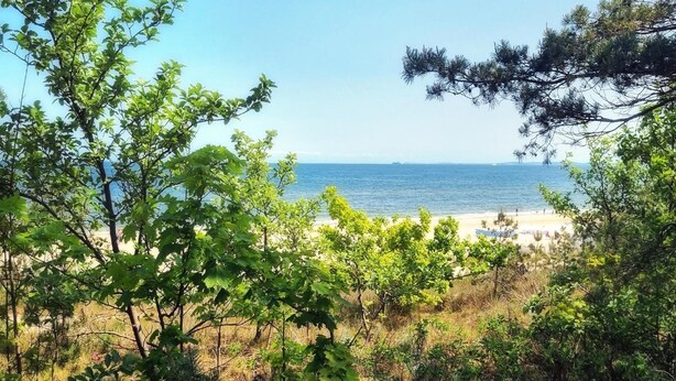 Een strand met bomen op de voorgrond en de zee op de achtergrond.
