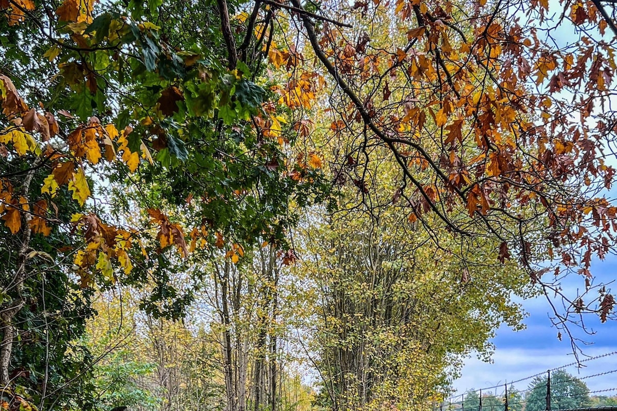 Een pad bedekt met herfstbladeren, omgeven door bomen met kleurrijk herfstgebladerte, dat leidt naar een omheind gebied.
