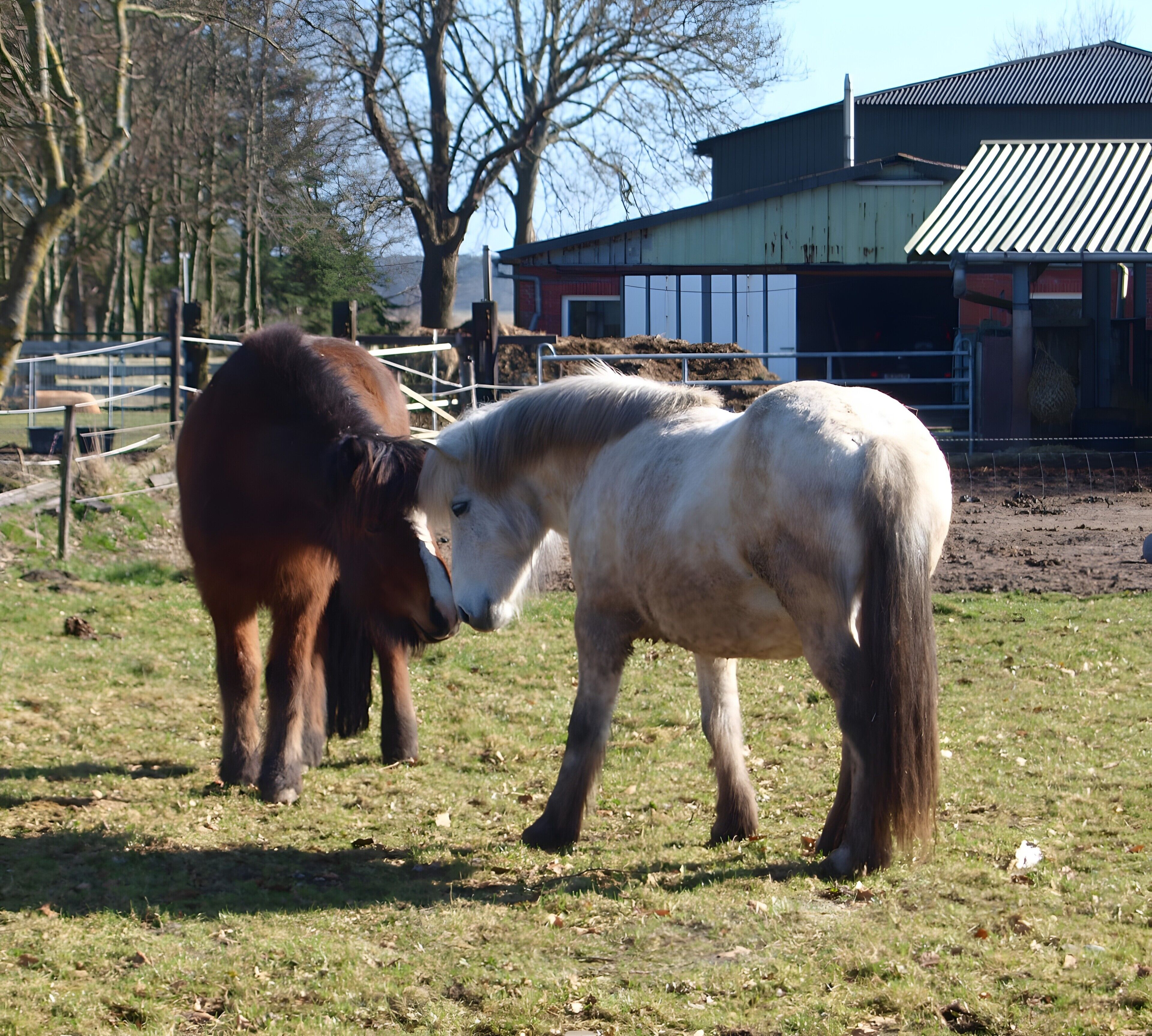 Twee paarden op een begrensde weide, met een gebouw op de achtergrond.